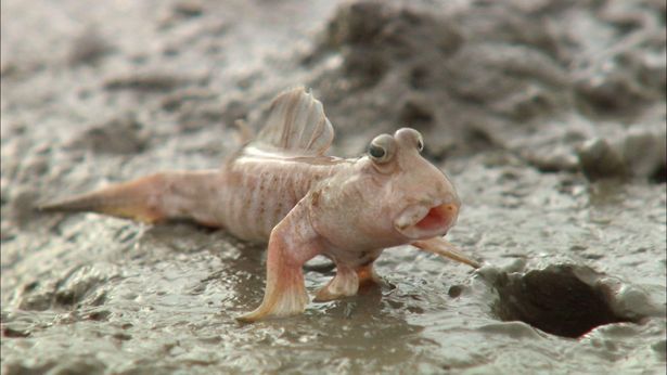 泥の上をはい回るトビハゼも登場