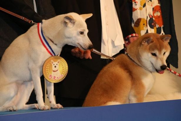 ミックス犬のちえと柴犬のきぃ