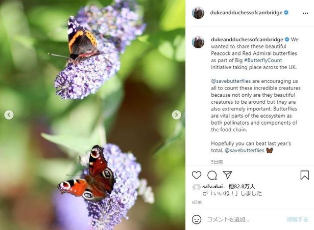 Instagramでは、環境にとっての蝶の大切さも紹介