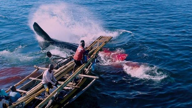 人間と鯨の命を懸けた闘いを捉えた映像は圧巻