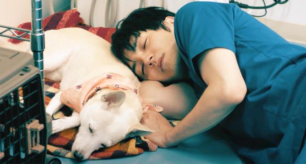 『犬部！』では、犬や猫などの動物に愛と人生を捧げる大学生、花井颯太に扮した