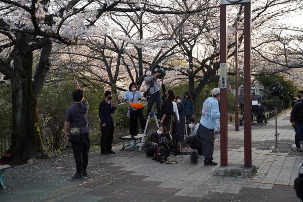 桜が満開のなかでロケを敢行