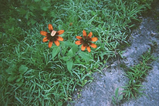 意味深に折れた花びら…