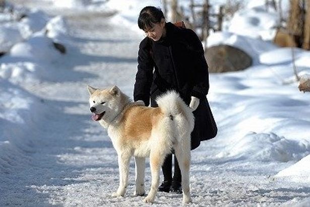 和製「フランダースの犬」とも言える『スノープリンス　禁じられた恋のメロディ』に秋田犬が登場