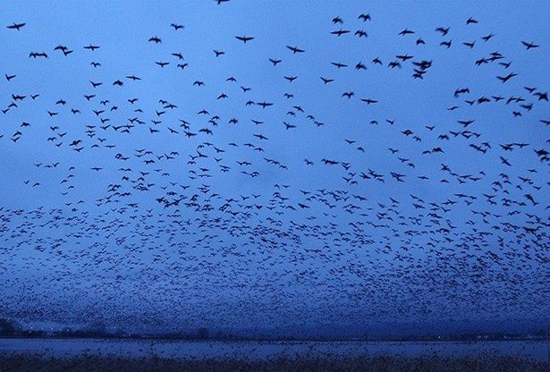 【写真を見る】8万羽のマガンの群れは、息を呑む美しさ