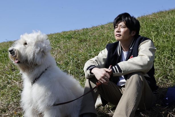 田中圭とモフモフした白い大型犬との触れ合いに癒される！