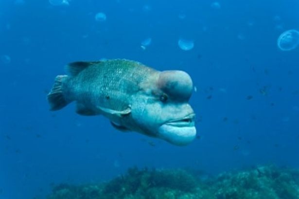 【写真で見る不思議な海洋生物たち】愛きょうのあるコブダイ