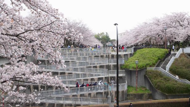 桜の名所としても知られる宝野公園で「TOKYO VICE」の撮影が行われた