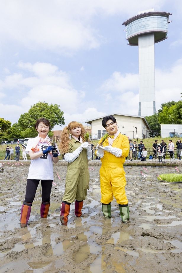 田んぼアートは7月下旬から見頃に！続編の最新情報にも期待