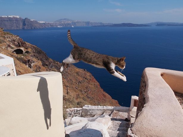 【写真を見る】ギリシャでも“飛び猫”を発見！その名もジャンパー