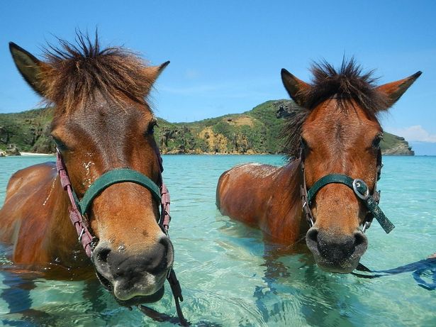 ヨナグニウマは、外来の馬との交雑が少なく在来馬のなかでも純度が最も高いと言われている
