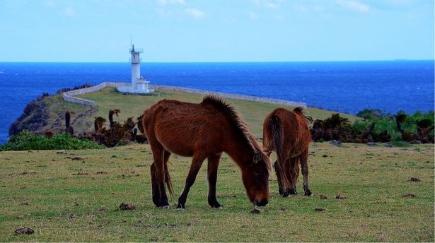 雄大な景色が広がる岬周辺では、ヨナグニウマや牛が放牧されている