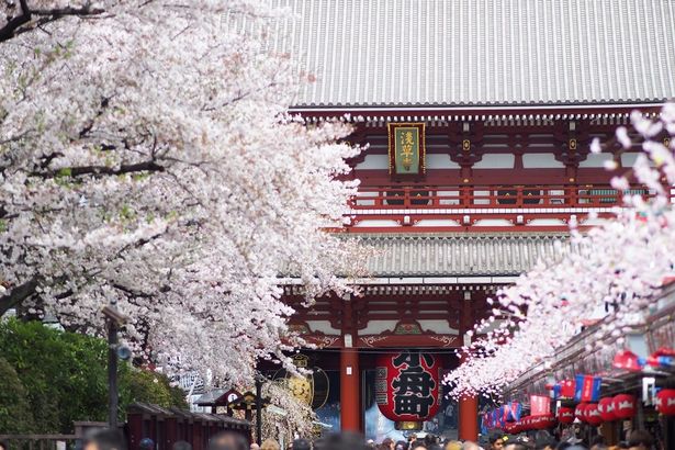もうすぐ桜満開の浅草寺