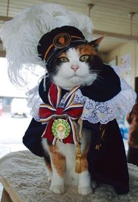 出生率は数万分の1 超希少な三毛猫の秘蔵写真を大公開 最新の映画ニュースならmovie Walker Press