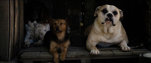 犬たちはダグラスにとってもかけがえのない存在(『DOGMAN ドッグマン』)