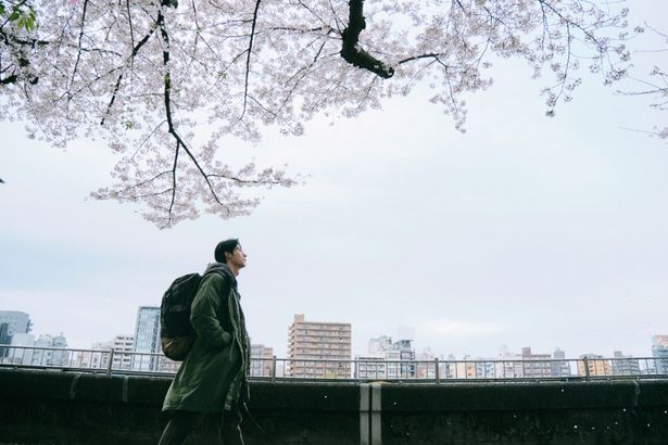 隅田公園の満開の桜、ジミーが桜並木を歩く