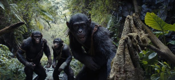 イーグル族の若い猿たちは、一人前の証に危険な岩山からワシの卵を取ってくる試練に挑む