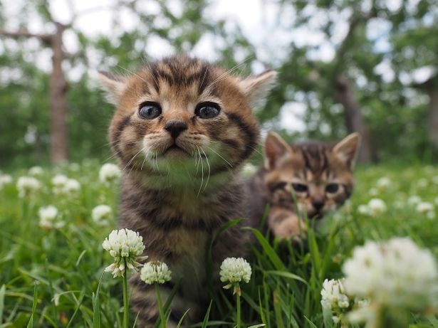 『劇場版 岩合光昭の世界ネコ歩き コトラ家族と世界のいいコたち』は10月21日(土)公開