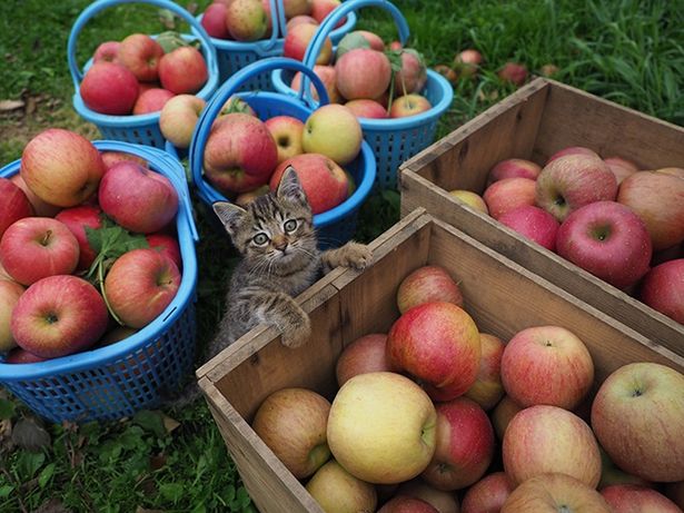 リンゴ農園で遊ぶコトラの子供