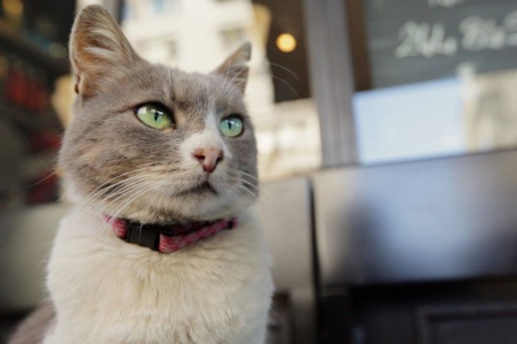 美食家の猫がレストランの窓をカリカリ!?愛らしい猫が登場する『猫が教えてくれたこと』予告編が解禁
