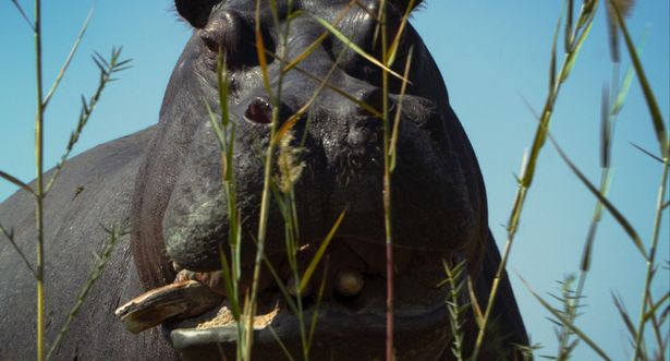 カバの視点で麻薬王エスコバルが私設動物園に収容するためにアフリカのカバの捕獲を命じたという事実を描く『ぺぺ』