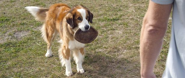 最後はバディに生まれ変わり大人になった最愛の飼い主と再会！