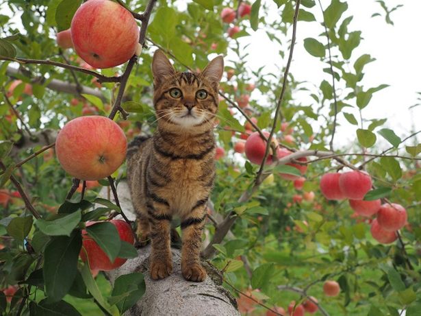 津軽のリンゴ農園ですくすくと育つコトラの子ネコ、ハナ
