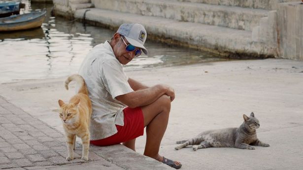 マルタ共和国の野良猫と人間が共存する“奇跡の島”を撮りあげた『ねこしま』