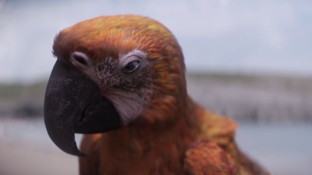 地球を周回して生きものの“終わり”を告げる鳥＜デス＞