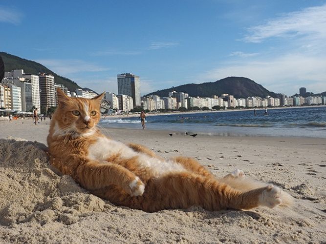 ビーチで寝そべるネコも！写真家・岩合光昭の最新ネコカットに癒される