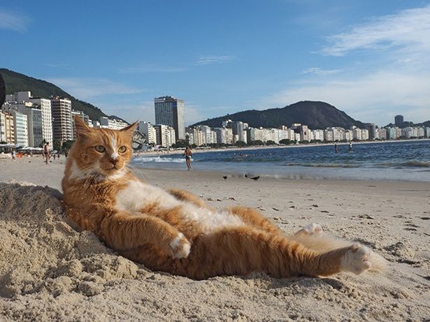 ブラジルの砂浜で寝そべる“ビーチの王様”シキンニョ♂