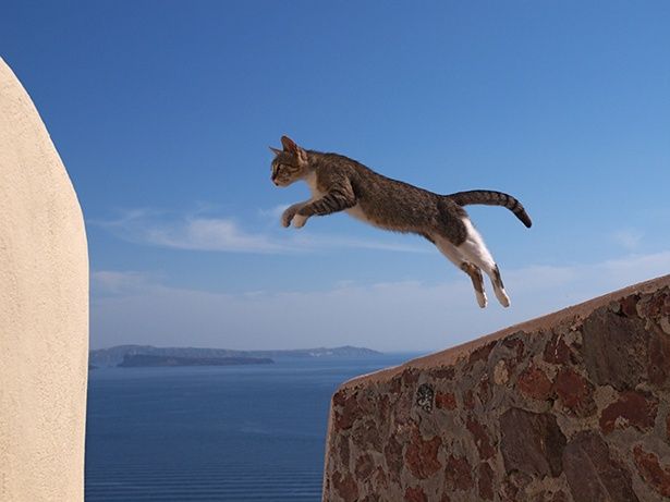 【写真を見る】ギリシャのエーゲ海越しに見事なジャンプを披露してくれたジャンパー♀