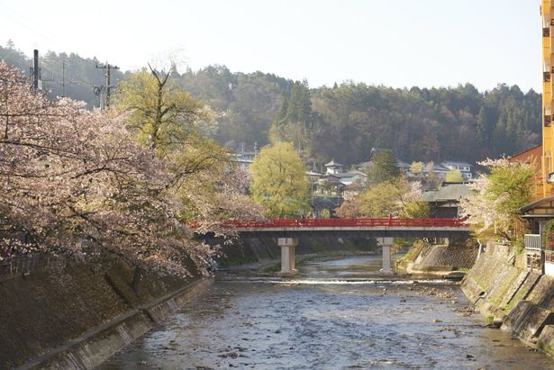 桜の名所として有名な中橋は、飛騨高山を代表する観光名所