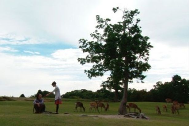 【写真】奈良の公園にて。鹿もいてのんびりした雰囲気