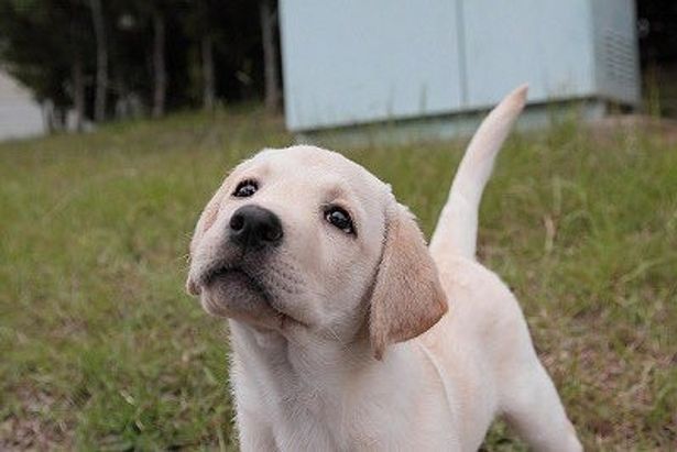 上目づかいがかわいい、小イヌ時代のきなこ