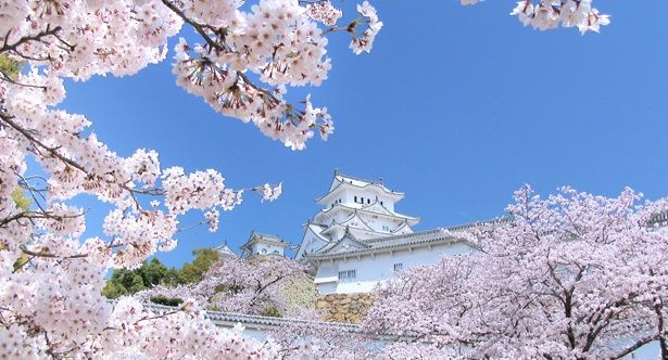 別名白鷺城とも呼ばれる、輝くように白い姫路城。満開の桜の奥で悠々と佇んでいる