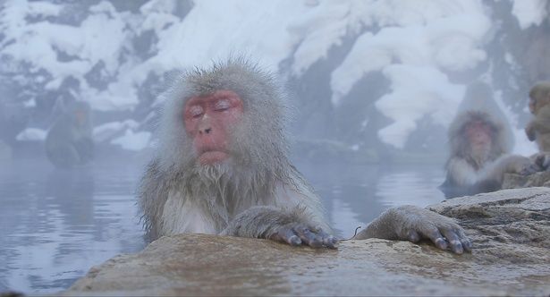 長野県の地獄谷。温泉に入る猿の姿もキャッチ、思わずほっこりしてしまう…