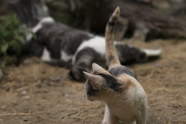 個性豊かな猫たちにメロメロになること間違いなし！