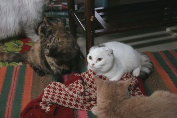 猫屋敷では色んな柄のネコが見られる