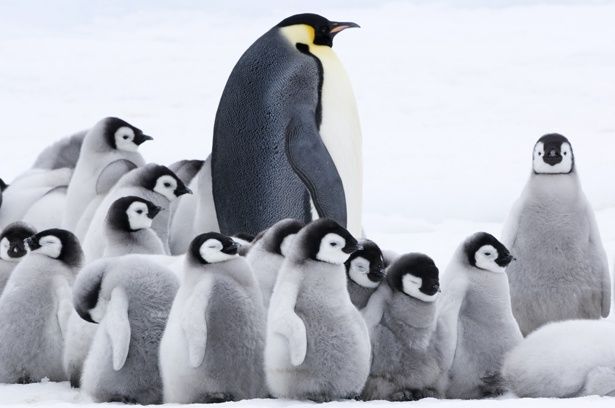 アニメで ドキュメンタリーで 8月の映画界は ペンギン が熱い 画像6 6 Movie Walker Press