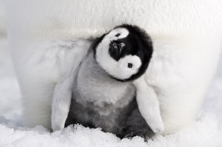 超絶“ほわほわ”赤ちゃんペンギンがあんなところから「ひょっこりはん！」