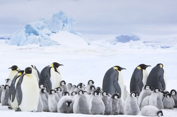 ヨチヨチ歩きで集団移動をするペンギンたち