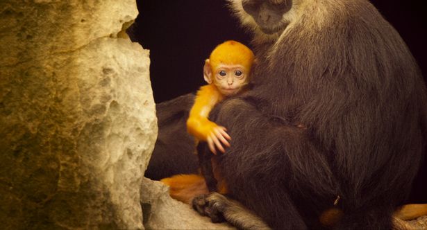 【写真を見る】“絶滅寸前種”ハクトウラングールの貴重な姿もキャッチ！