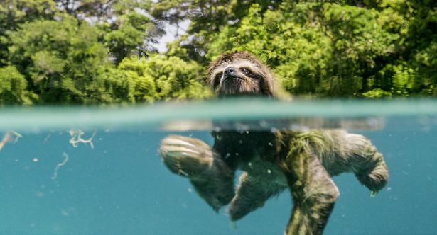 川を泳ぐナマケモノの意外な姿