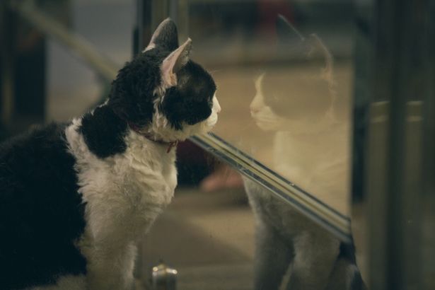 猫 ときどき犬 ツンデレなしぐさにメロメロ チリチリくせ毛もキュート 癒し写真22点 画像2 22 Movie Walker Press