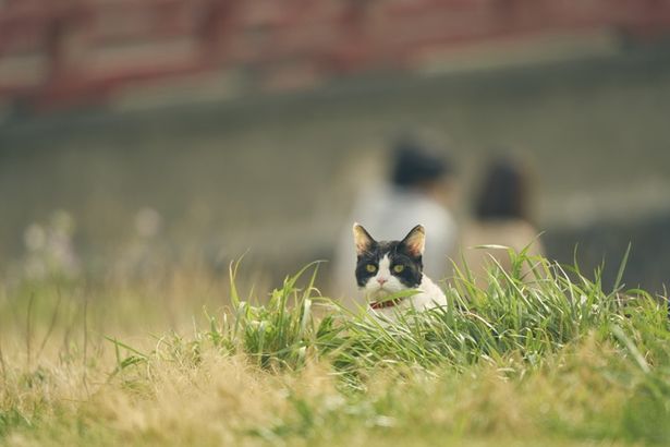 猫の姿は風景にも映える