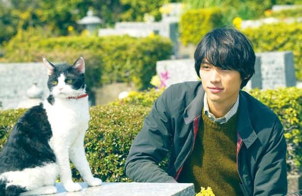 悟(福士蒼汰)は、とある事情で飼い猫のナナを手放さなくてはならなくなる