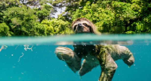 ピグミーミユビナマケモノは、メスの声を頼りに川を渡るが…