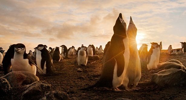 ヒゲペンギンの父親は、150万羽の中から家族を見つけ出す