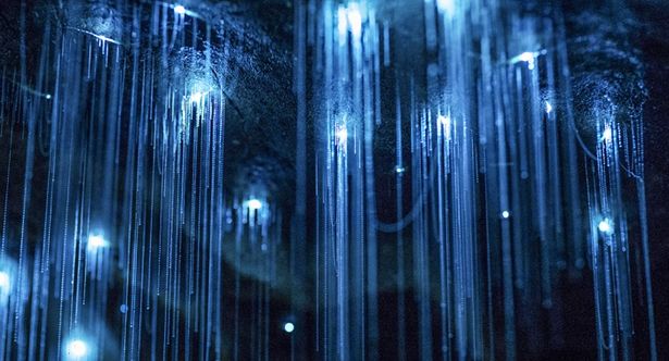 洞窟の天井に生息し、粘液から幻想的な光を発するヒカリキノコバエ